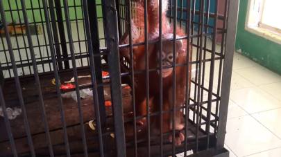 mikand the orang in tiny cage